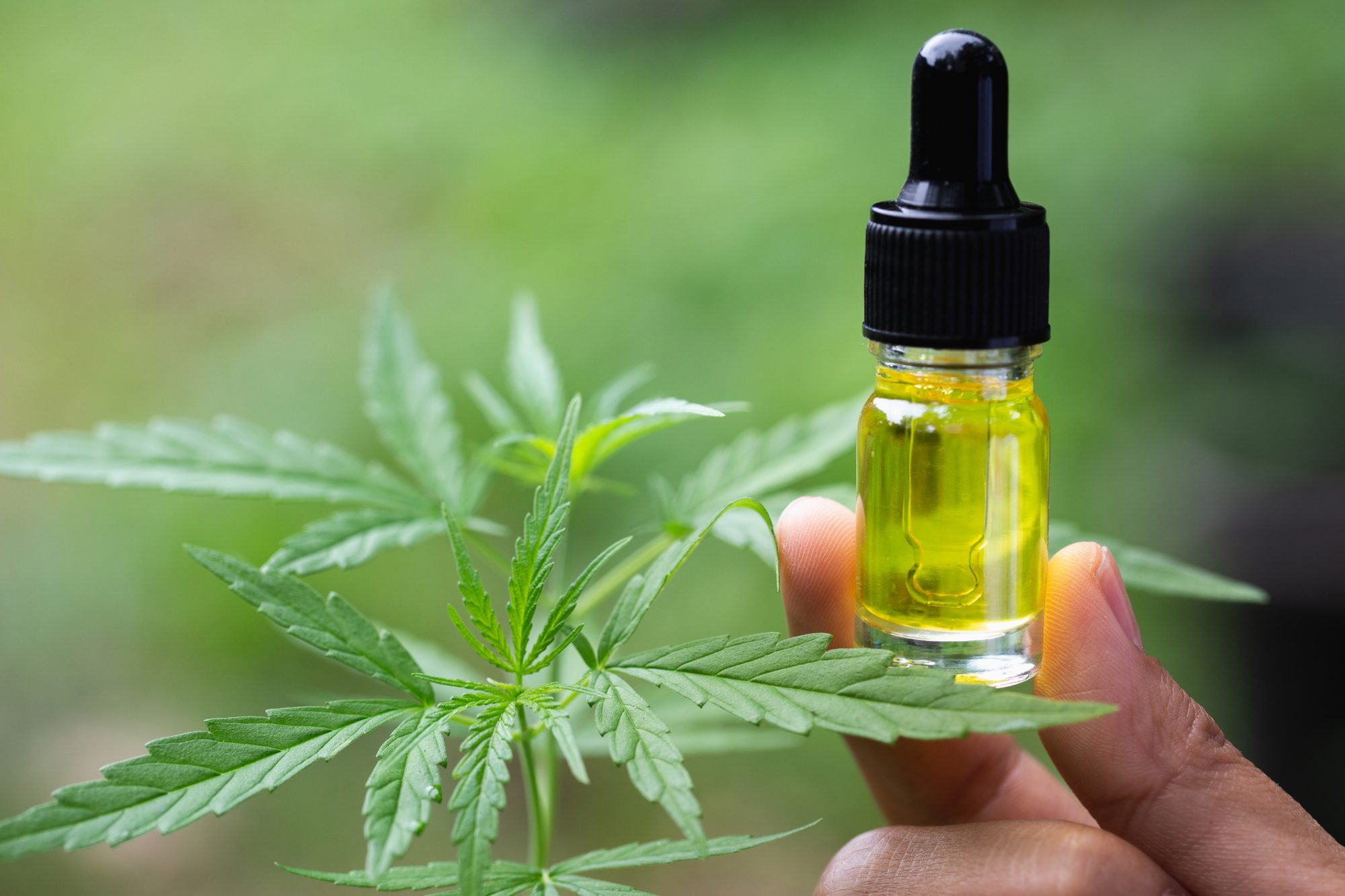 Cannabis oil - ce esteul - tratament naturist - medicament - cum scapi de